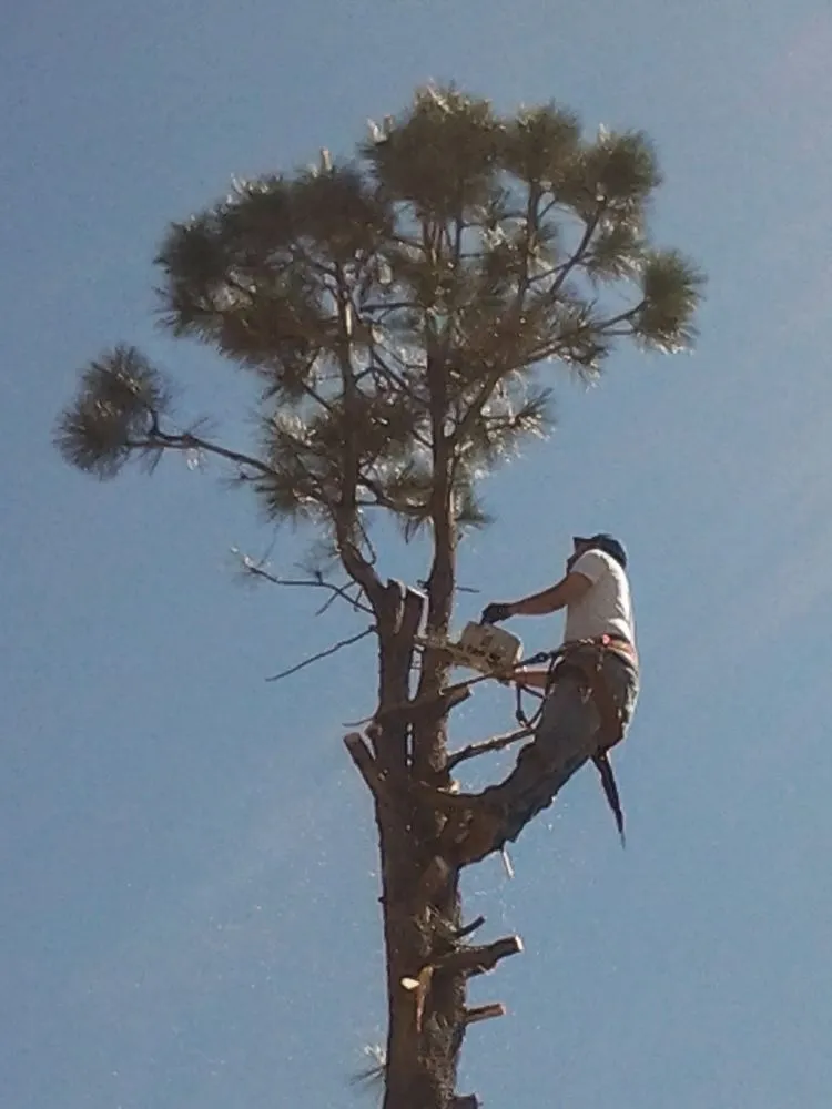 Expert landscaping services in Englewood, CO by Blue Owl Tree Care