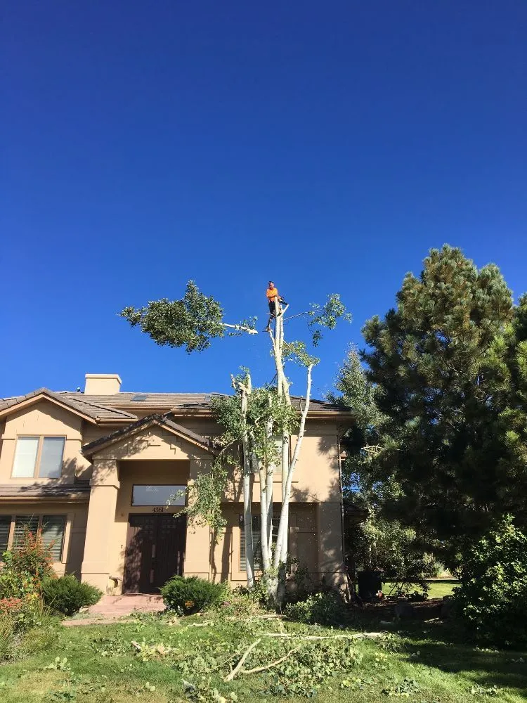 Custom landscaping services experts serving Englewood, CO - Blue Owl Tree Care