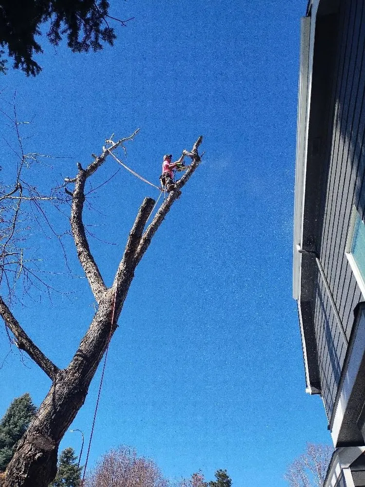 Affordable lawn care service with custom design across Englewood, CO - Blue Owl Tree Care