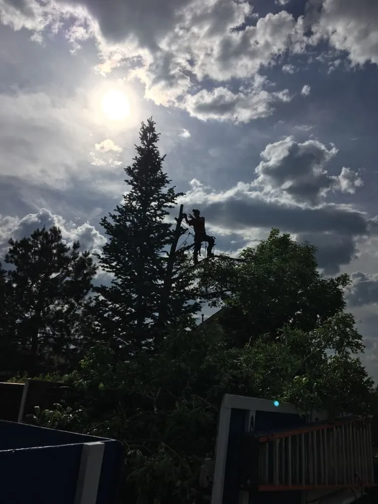 Professional outdoor landscaping in Englewood, CO by Blue Owl Tree Care