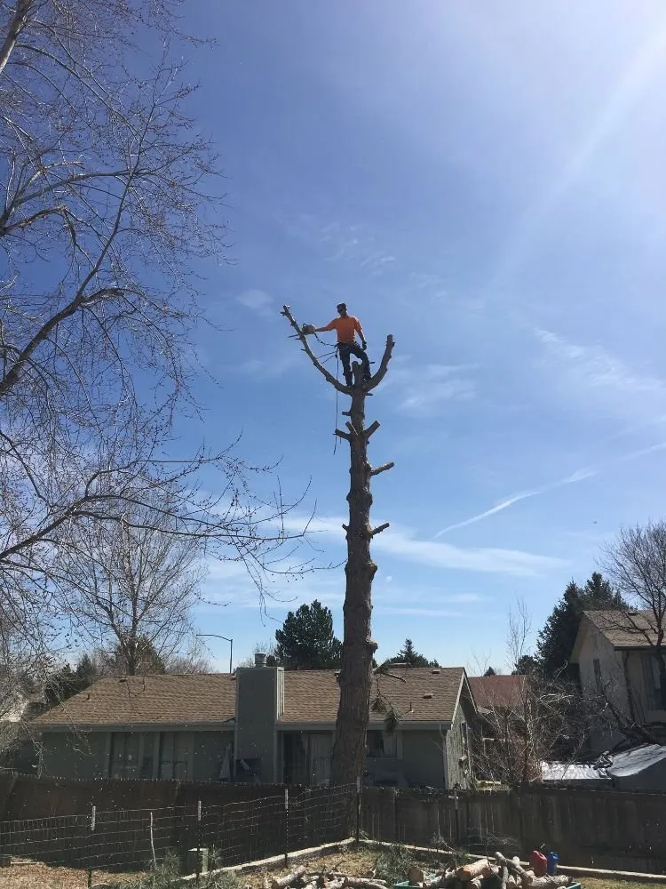 Affordable residential landscaping in Englewood, CO - Blue Owl Tree Care