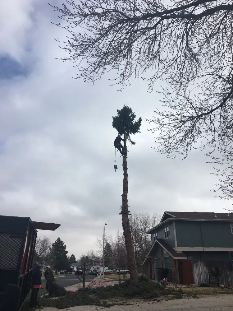 Expert landscape installation for homes in Englewood, CO by Blue Owl Tree Care