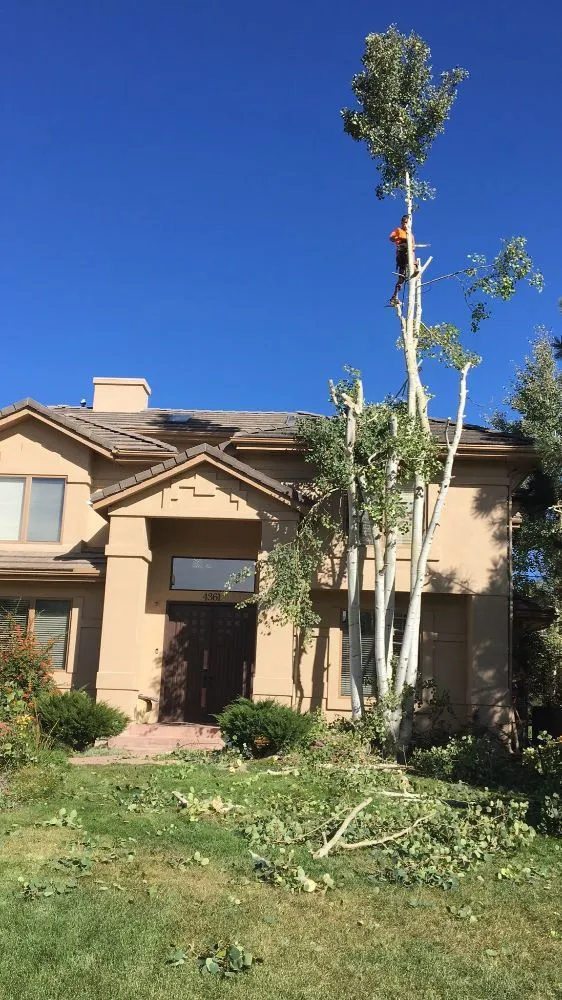 Trusted landscaping services for outdoor upgrades in Englewood, CO by Blue Owl Tree Care