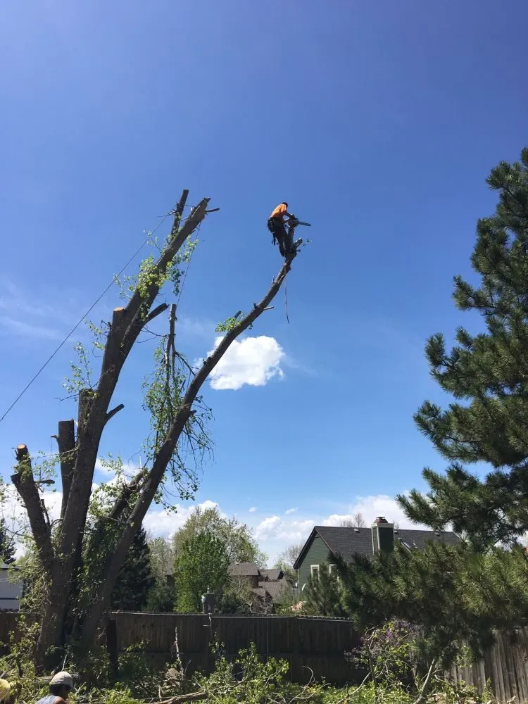 Expert outdoor landscaping in Englewood, CO by Blue Owl Tree Care