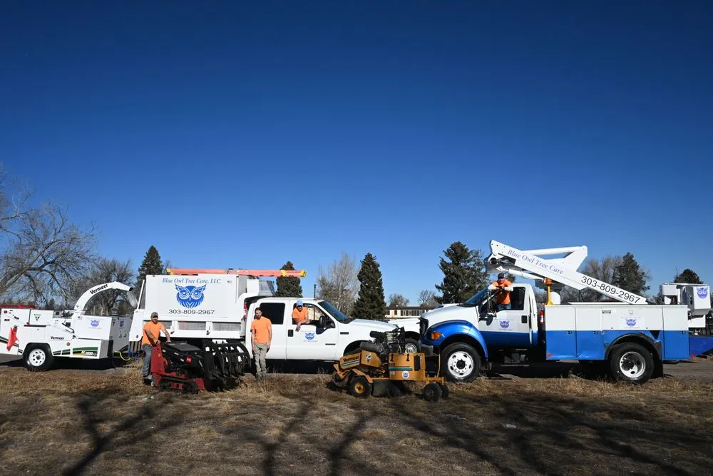 Reliable yard cleanup service in Englewood, CO by Blue Owl Tree Care