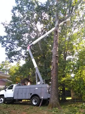Blue Ox Tree Service Logo