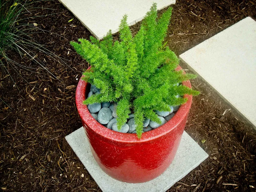 Expert landscaping services in Austin, TX by BLUE Renovation & Landscape