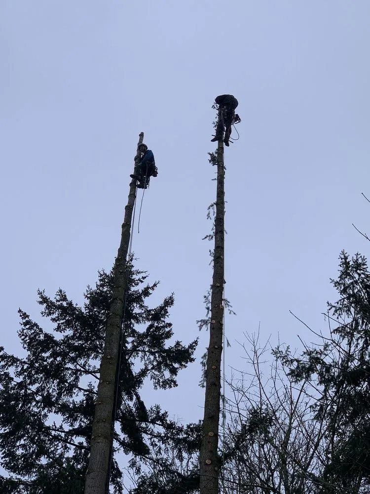Trusted yard cleanup service for outdoor upgrades across Renton, WA - Blue Ribbon Tree & Landscape Specialists