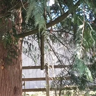 Trusted landscape design in Renton, WA by Blue Ribbon Tree & Landscape Specialists