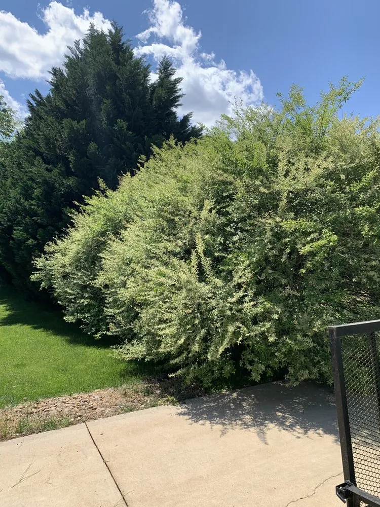 Trusted outdoor landscaping experts serving Taylors, SC - Blue Ridge Landscape