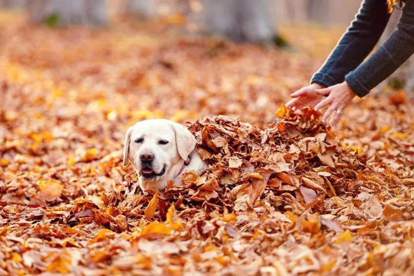 Top-rated garden landscaping in Manassas Park, VA - Blue Rock Landscaping