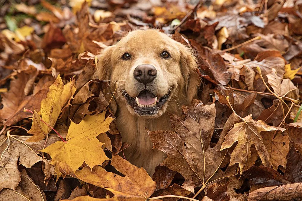 Custom landscape installation in Manassas Park, VA - Blue Rock Landscaping