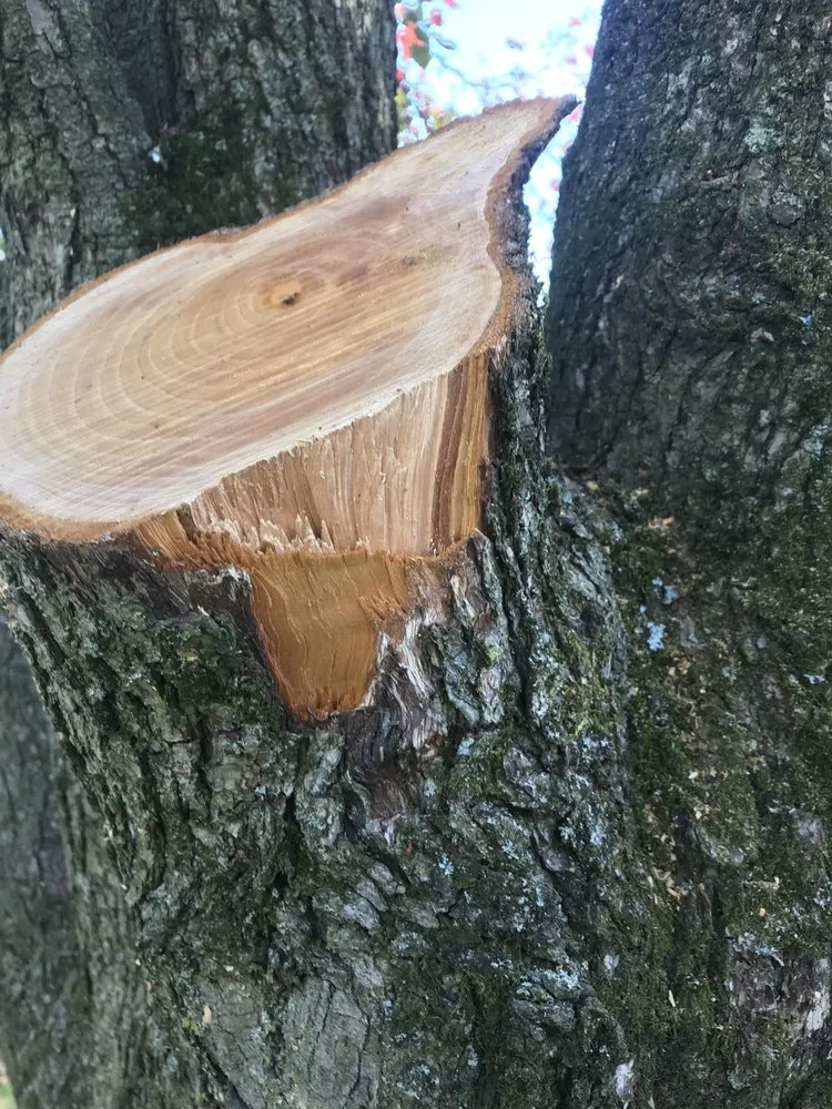 Expert outdoor landscaping in Wilmington, DE by Blue Rock Tree Care