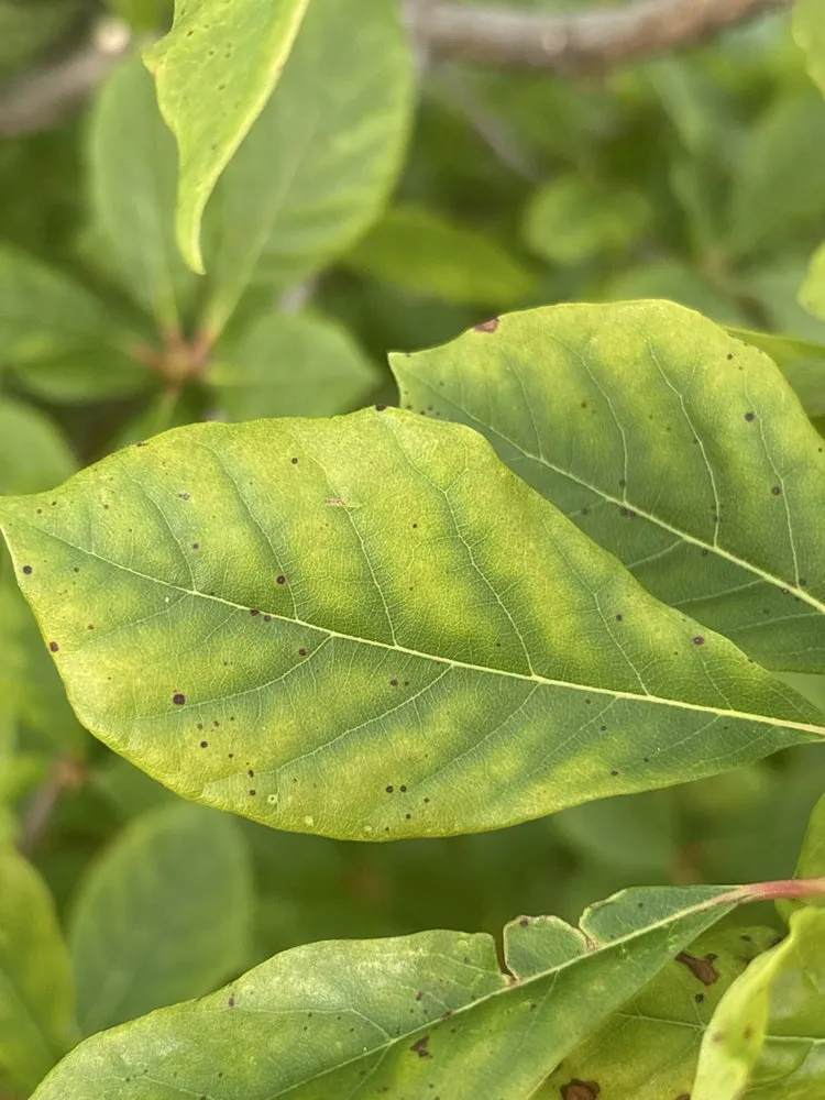 Reliable outdoor landscaping experts serving Palos Hills, IL - Blue Sage Grounds