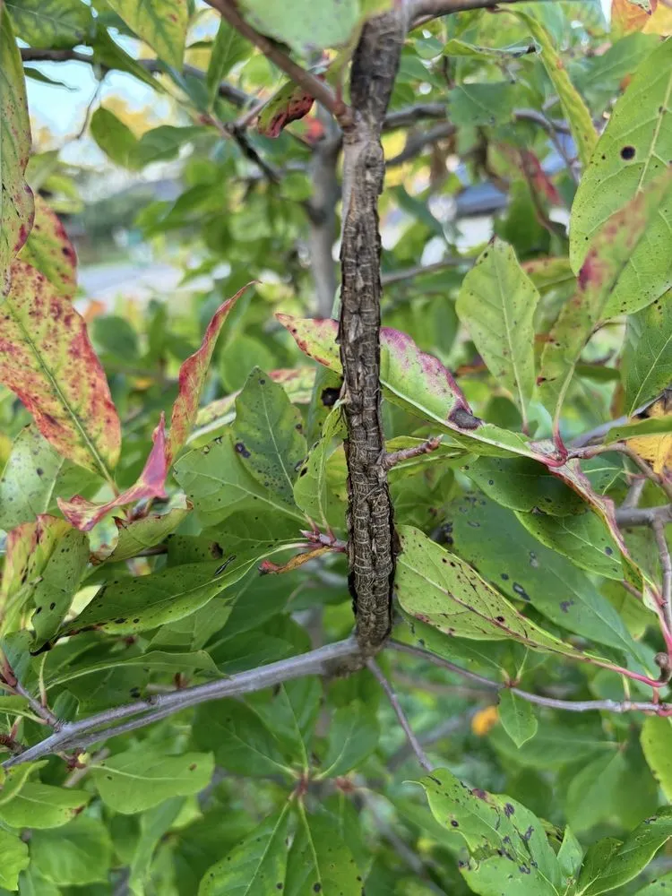 Local yard maintenance in Palos Hills, IL by Blue Sage Grounds