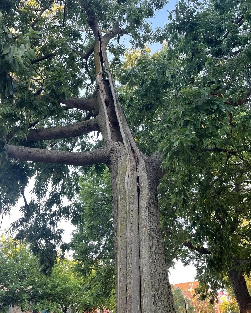 Reliable outdoor landscaping for beautiful yards in Palos Hills, IL by Blue Sage Grounds