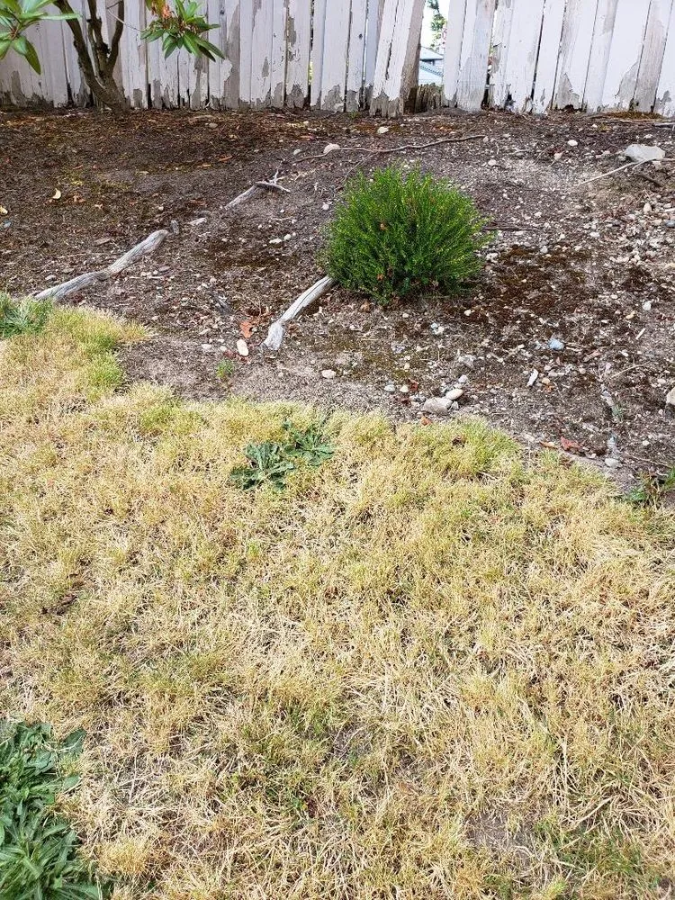 Trusted yard maintenance experts serving Puyallup, WA - Blue Sky Landscape Services