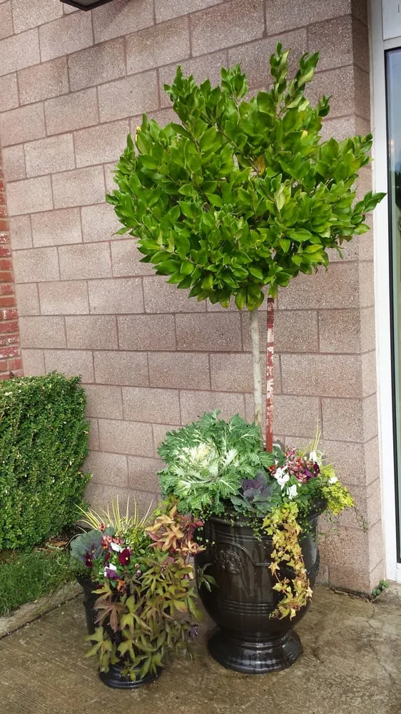 Reliable landscape installation for beautiful yards in Puyallup, WA by Blue Sky Landscape Services