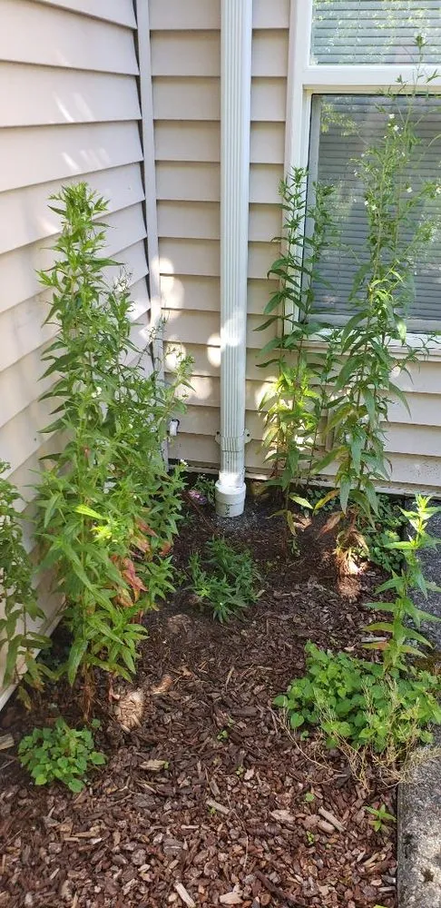 Custom yard maintenance in Puyallup, WA - Blue Sky Landscape Services