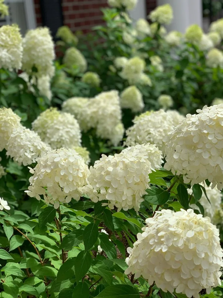 Expert residential landscaping experts serving Pensacola, FL - Blue Sky Landscaping