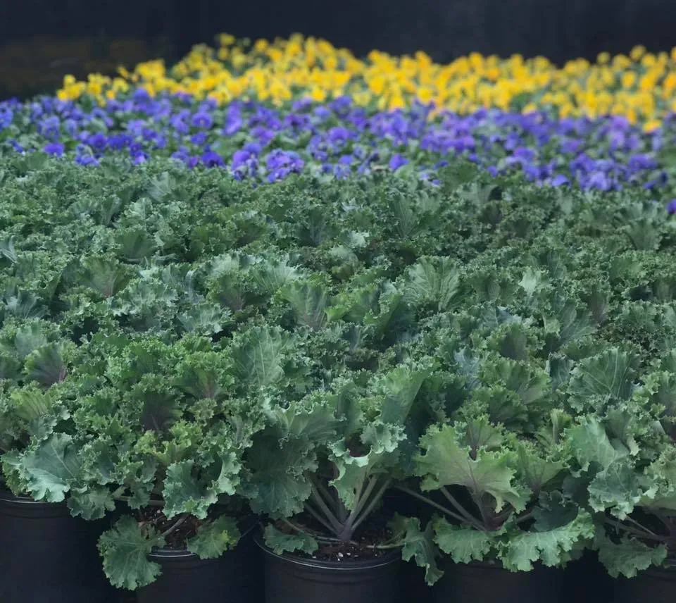 Local residential landscaping near you in Pensacola, FL by Blue Sky Landscaping