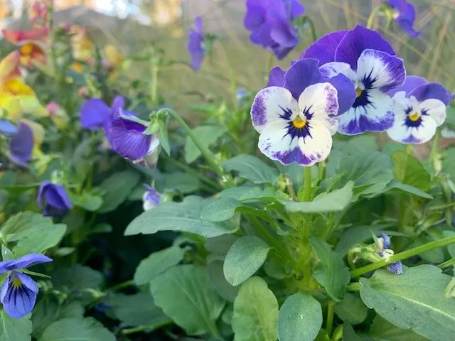 Professional garden landscaping with custom design in Pensacola, FL by Blue Sky Landscaping