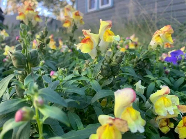 Reliable residential landscaping experts serving Pensacola, FL - Blue Sky Landscaping