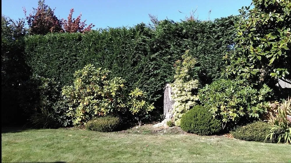 Local yard cleanup service for outdoor upgrades in Lynnwood, WA by Blue Sky Services