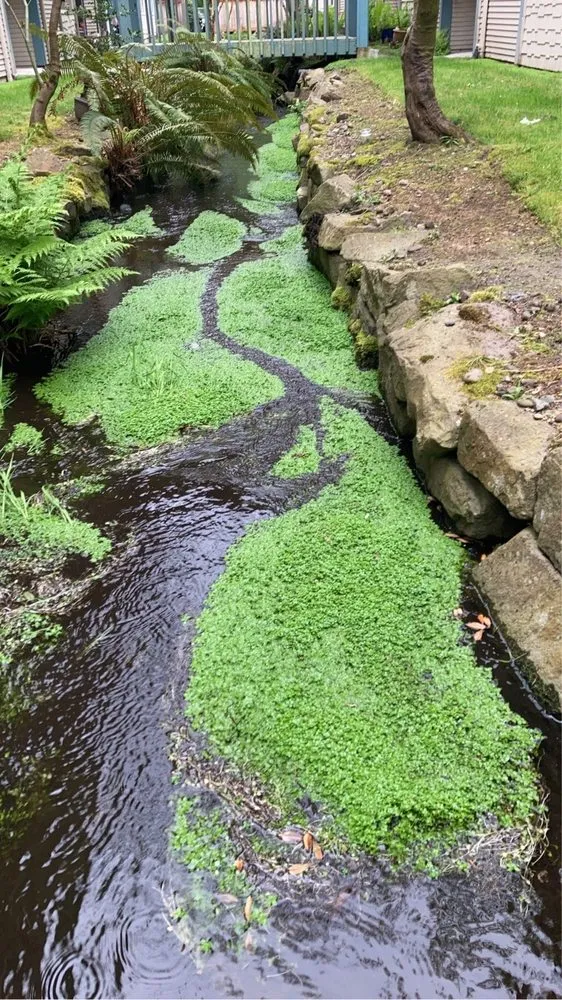 Affordable garden landscaping with custom design across Lynnwood, WA - Blue Sky Services