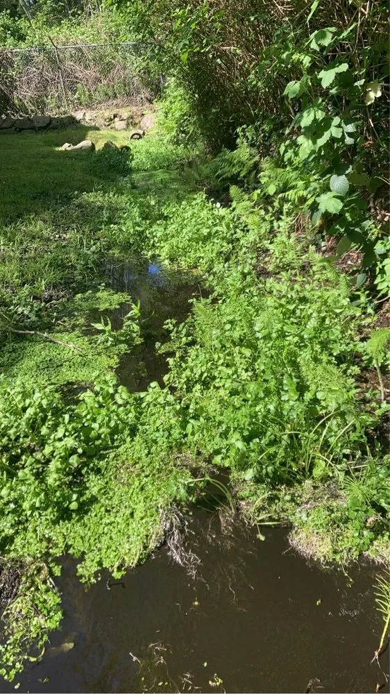 Affordable landscape design in Lynnwood, WA - Blue Sky Services