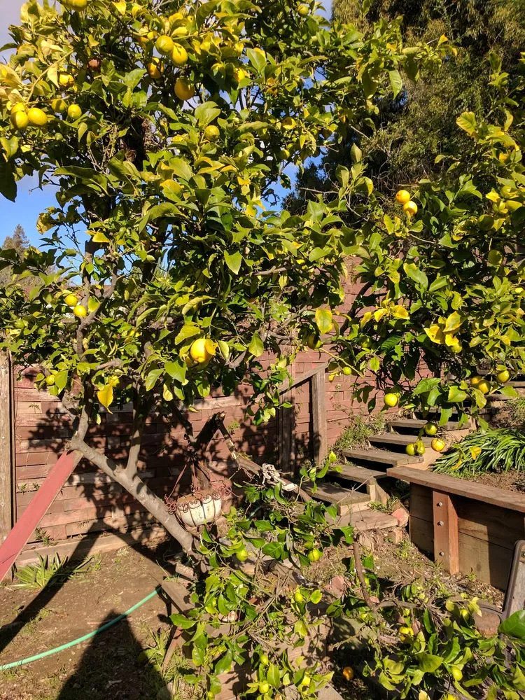 Affordable garden landscaping experts serving Hayward, CA - Blue Sky Tree Service