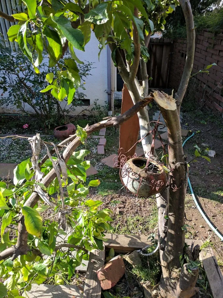 Expert landscape installation in Hayward, CA - Blue Sky Tree Service