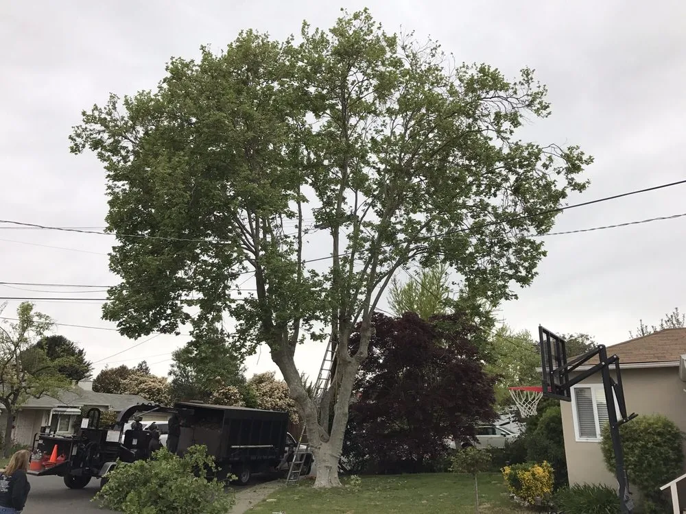 Local outdoor landscaping for beautiful yards across Hayward, CA - Blue Sky Tree Service