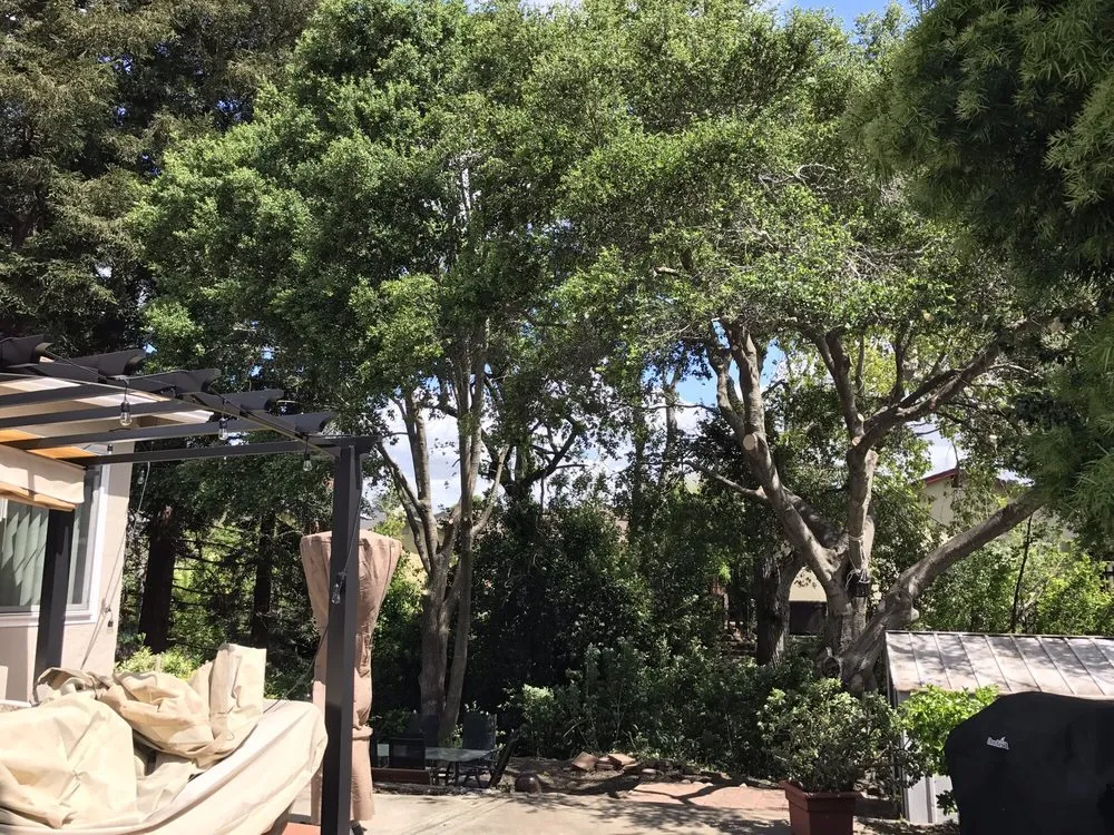 Custom landscaping services in Hayward, CA by Blue Sky Tree Service