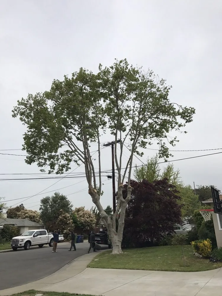 Affordable landscape design for homes across Hayward, CA - Blue Sky Tree Service