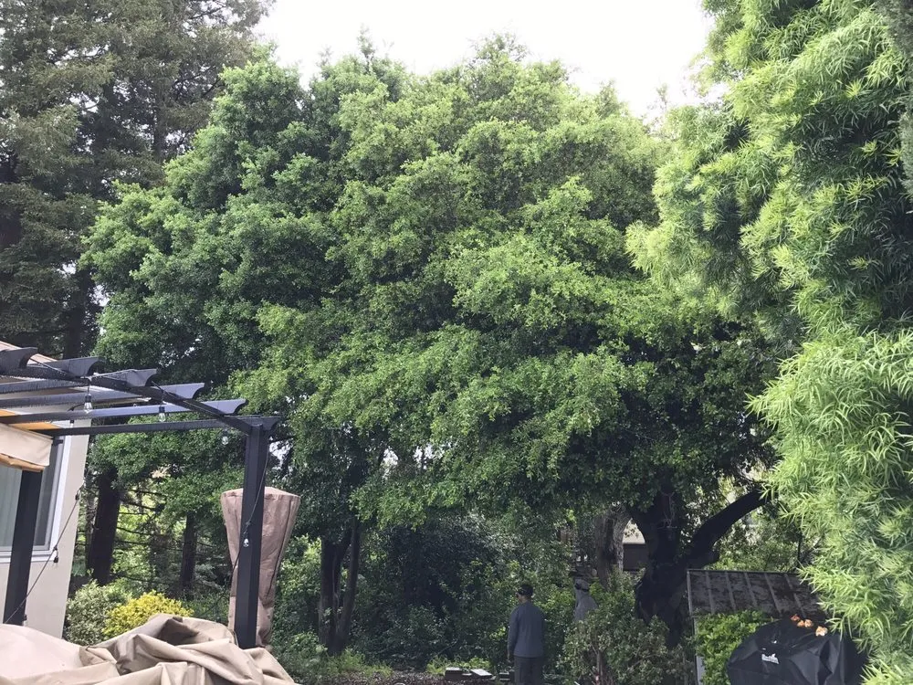 Custom residential landscaping in Hayward, CA by Blue Sky Tree Service