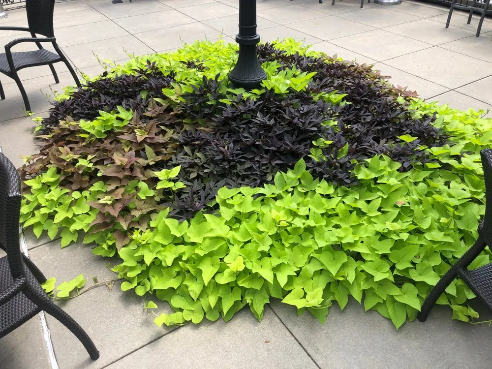 Local lawn care service with custom design in Excelsior Springs, MO by Blue Sparrow Lawn & Landscape