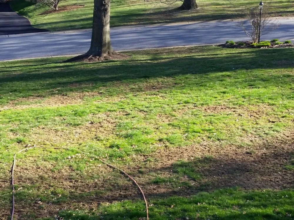 Local residential landscaping experts serving Chadds Ford, PA - Blue Spruce Landscaping