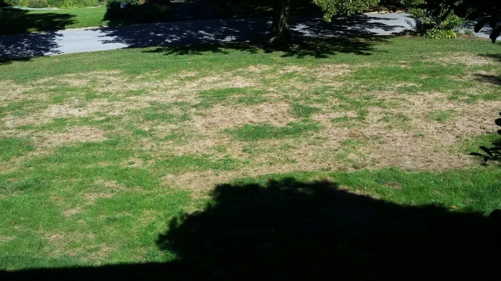 Top-rated yard cleanup service in Chadds Ford, PA - Blue Spruce Landscaping