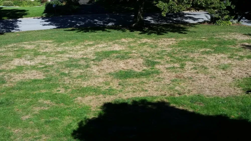 Trusted landscape design in Chadds Ford, PA - Blue Spruce Landscaping