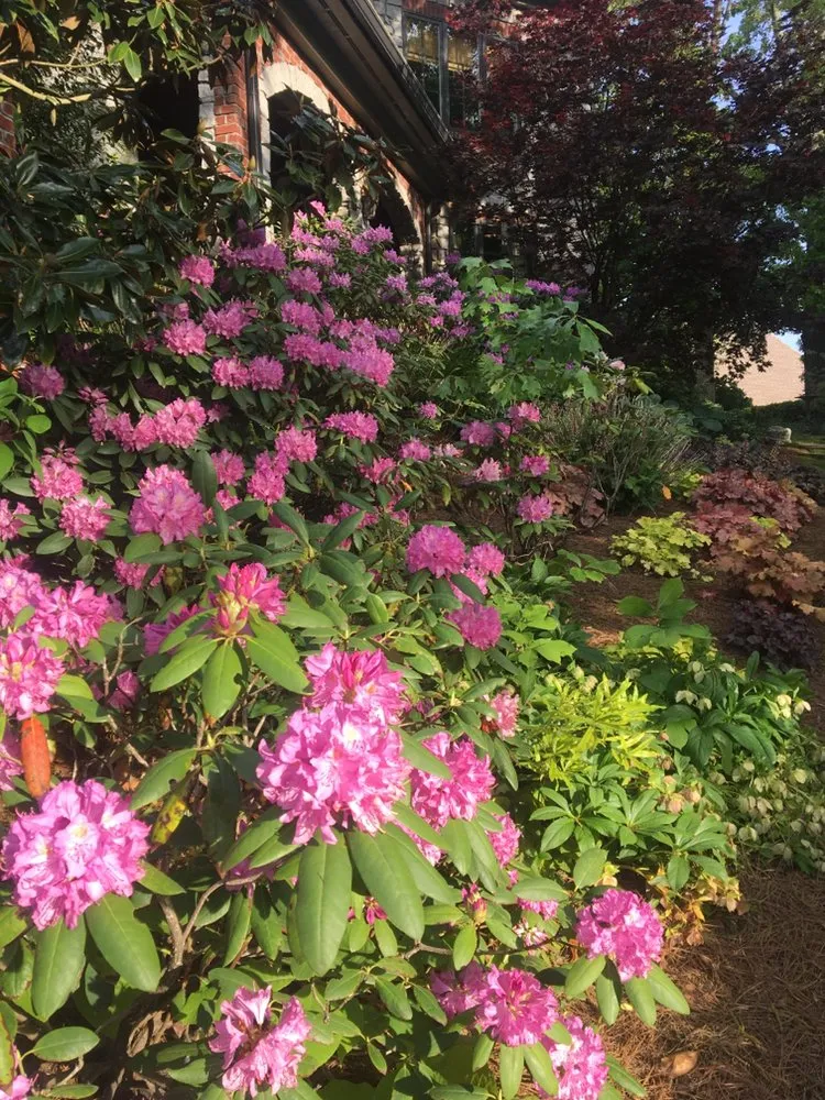 Professional yard cleanup service experts serving Knoxville, TN - Blue Spruce Landscaping