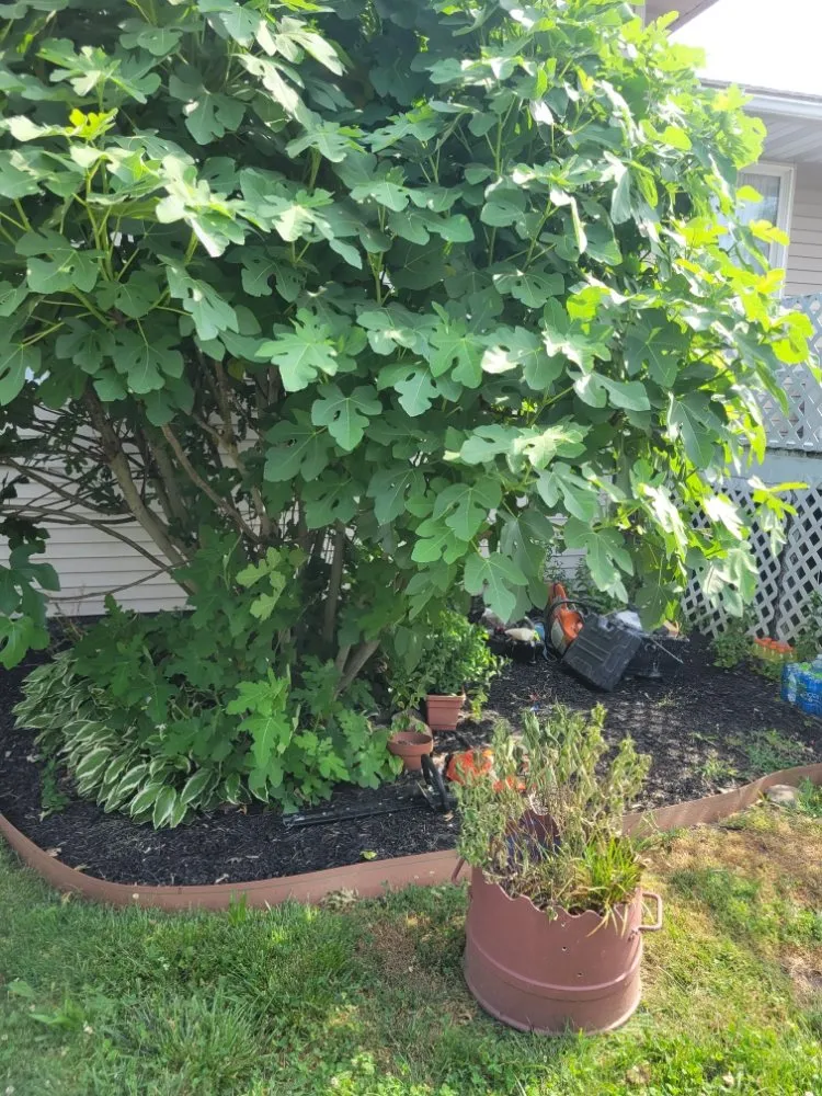 Custom yard maintenance for residential properties across New Brunswick, NJ - Blue Stone Landscaping