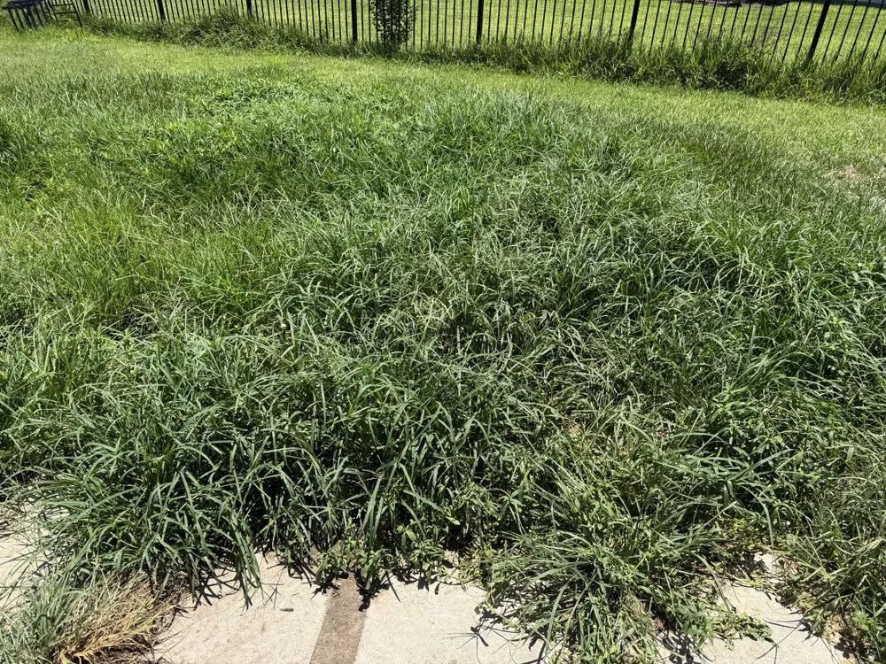 Trusted outdoor landscaping for beautiful yards across Bradenton, FL - Blue Stone Lawn Care