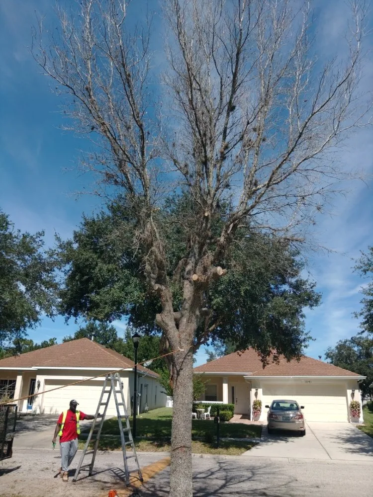Expert landscape installation with custom design across Land O' Lakes, FL - Blue Tech Services