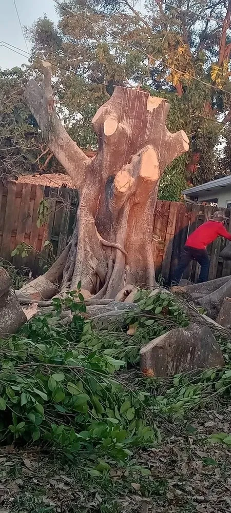 Trusted garden landscaping for beautiful yards across Hollywood, FL - Blue Tree Lawn Service