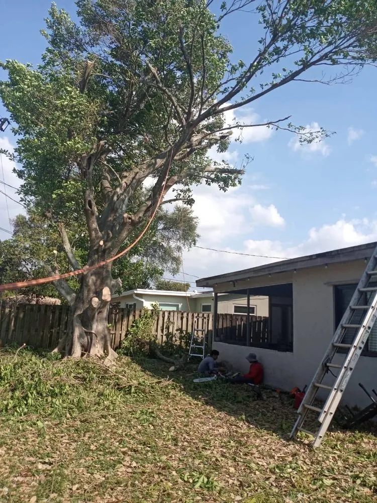 Affordable landscape design in Hollywood, FL - Blue Tree Lawn Service