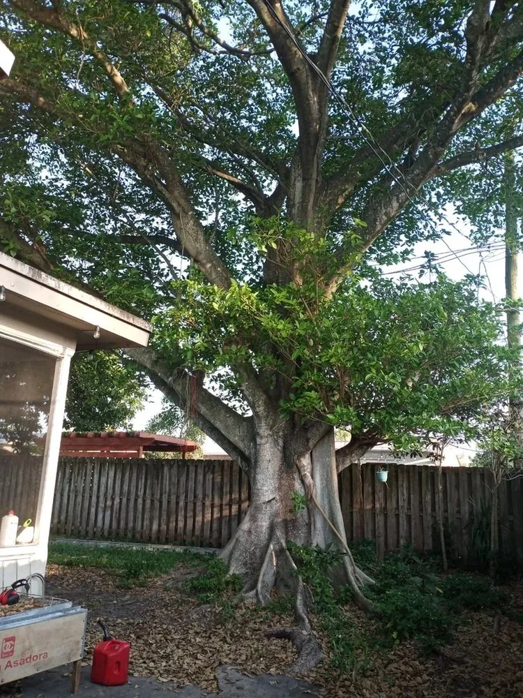 Affordable lawn care service for beautiful yards across Hollywood, FL - Blue Tree Lawn Service