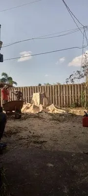 Blue Tree Lawn Service