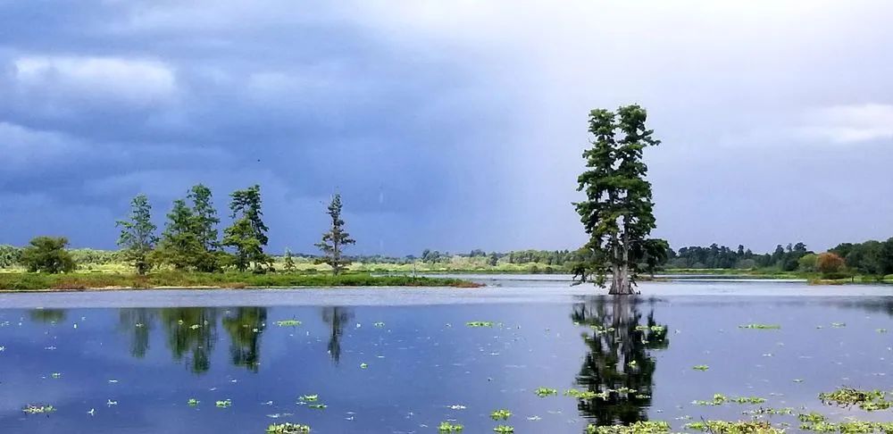 Professional yard cleanup service experts serving New Port Richey, FL - Blue Water Aquatics