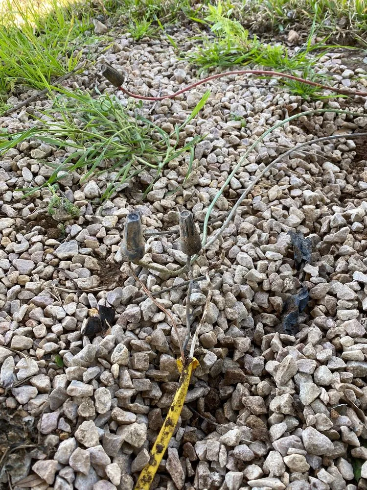 Affordable garden landscaping for year-round maintenance across Kingsland, TX - Blue Water Nursery and Irrigation